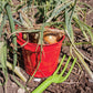 Bigjigs Gardening Starter Pack - Red
